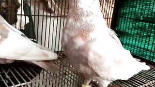 Pigeons in the cage