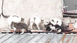 Kucing Lucu ????????
