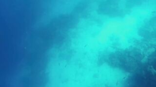 Shark Attack - Bullshark Attacks Spearfisherman