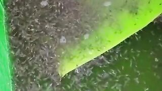 Begini Cara Pemberian PASTA Untuk Larva Lele Agar Air Kolam TIDAK BAU ! Kasih Piring ???? Daun pisang
