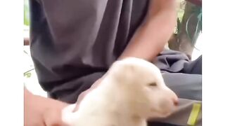 Amazing Dance with little puppy