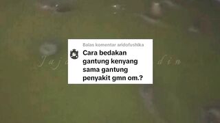 Cara membedakan Lele MENGGANTUNG karena KEKENYANGAN dan Lele MENGGANTUNG karena PENYAKIT