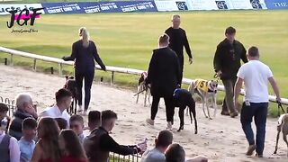 Epic 480m Greyhound Race in Ireland  Fastest Dogs Competed
