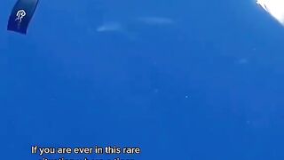 POV: You’re a professional shark diver for a living