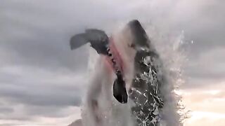 The HIGHEST JUMP Shark Attack GREAT WHITE SHARK Attack