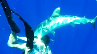 Orca Kills Great White for Liver????????#orca