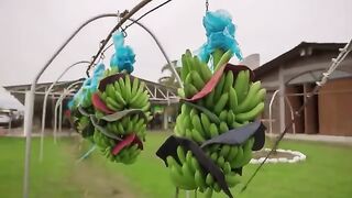 How Farmers Harvest And Process Millions Of Tons Of Pineapples, Bananas And Palm Sugar