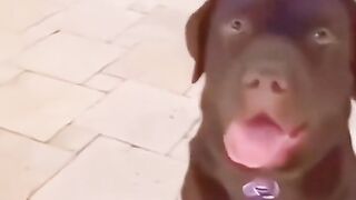 Funniest animal video make us laugh ???? new animal video