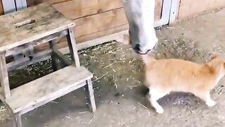 Funniest animal video make us laugh ???? new funny animal video