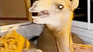 Funniest animal video make us laugh ???? new funny animal video 3