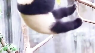 Funniest animal video make us laugh ???? new funny animal video 4