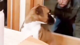 Funniest animal video make us laugh ???? new funny animal video 5