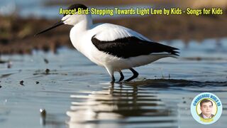 Avocet Bird Stepping Towards Light Love by Kids - Songs for Kids