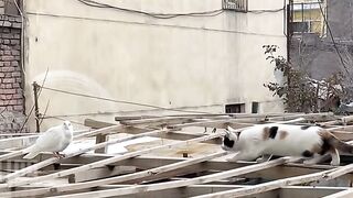 Cat viral 2