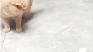 Cute cat 126