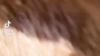 Animal 72