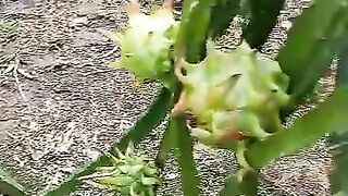 fruits 2