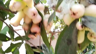 jambu
