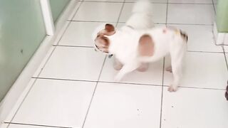 Two cute dogs joking around