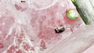 Best funny cat