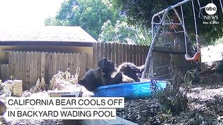 California bear cools off in backyard wading pool