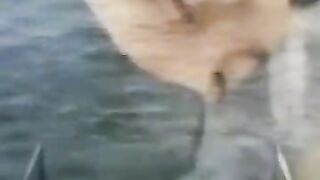 funny videos of cat animals