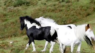 Wild Stallion Fight at the Summit : Females Submit