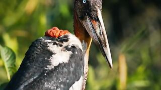 Meet the Army of Women Saving India’s Rarest Stork  WILD HOPE