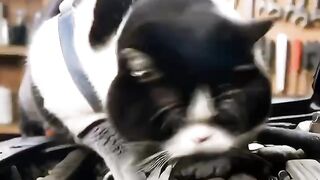 Mechanic Cat