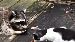 dogs and cats 2
