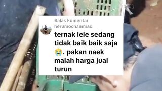 Ternak lele sedang tidak baik-baik saja❗Harga pakan naik harga jual lele turun