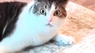 Kucing 23