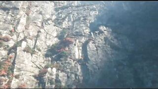 #White snake fight#