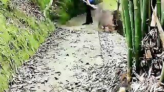 Quick Yard Cleanup 62 #
