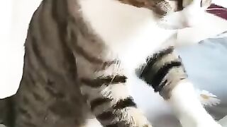 Chipi Chipi Chapa Chapa Dubi Dubi Daba Daba ????????????