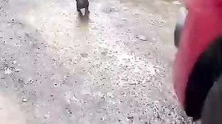 cute puppy????️ lover #shortvideo #shorts