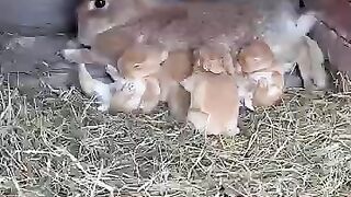 Little rabbit snuggles next to mother and sleeps. Cute pet rabbit. Little cute pet in the countrysi