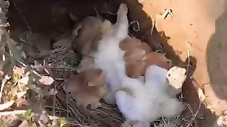 Listen to the sound of the little rabbit sucking milk and be cute. Rabbit. Cute little pastoral pet