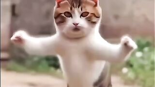 joke the cat is dancing