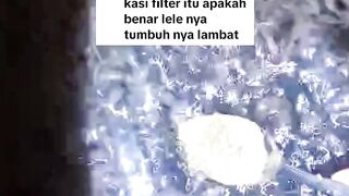Masa ikan lele LAMBAT tumbuh penyebabnya FILTER air kolam, kan gak masuk akal