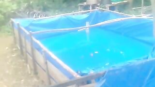 Persiapan kolam pemijahan lele ! KAKABAN dulu dipasang baru INDUK LELE masuk