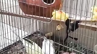 Lovely bird want food fromme
