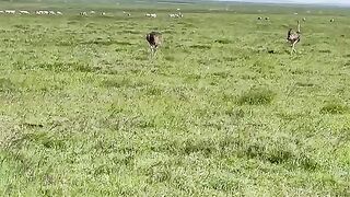 Ostrich 3