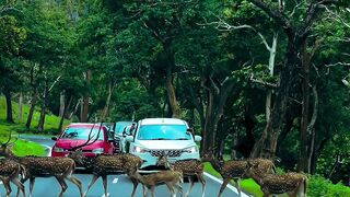The deer team in the jungle is crossing the road