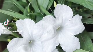 Flowers 32