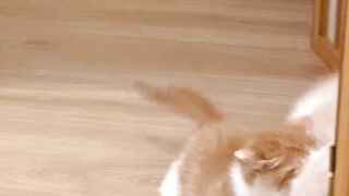 cute animals 9