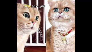 cats funny video cats funny video moments