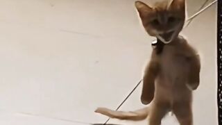 Cute cato ????
