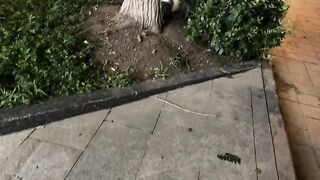 Cats playing 3