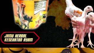 Jamu herbal ayam